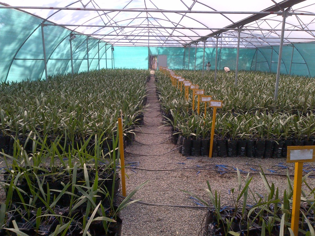 ATUL Date Palm Nursery